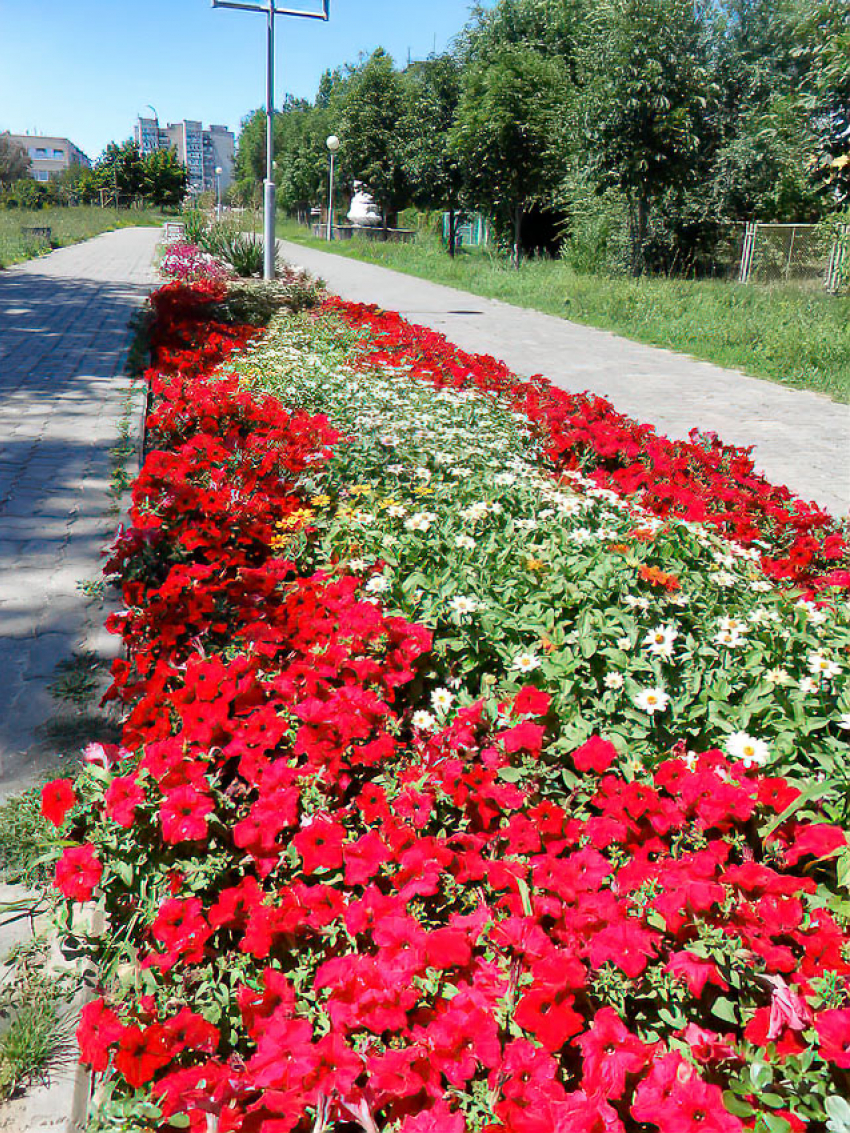 В Камышине цветники на Каштановой аллее надо чаще поливать в жару, а то им не выстоять! - камышанка
