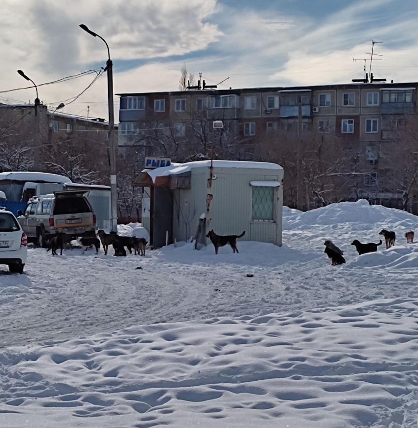 Они обитают в центре парка, целая стая - куда смотрит администрация, ждёт, пока беда придет? - камышанка