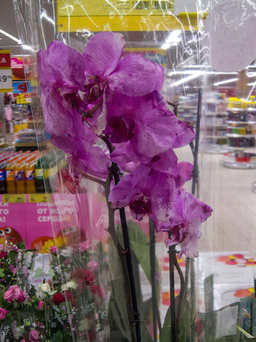 В преддверии 8 марта в Камышине покупателям предлагают  со скидками орхидеи и гиацинты на корню