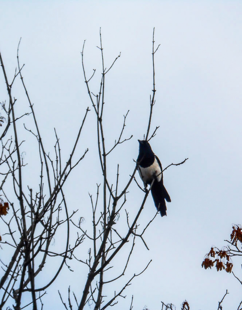В Волгоградской области на фоне яркого солнца неожиданно объявили «желтый» уровень погодной опасности