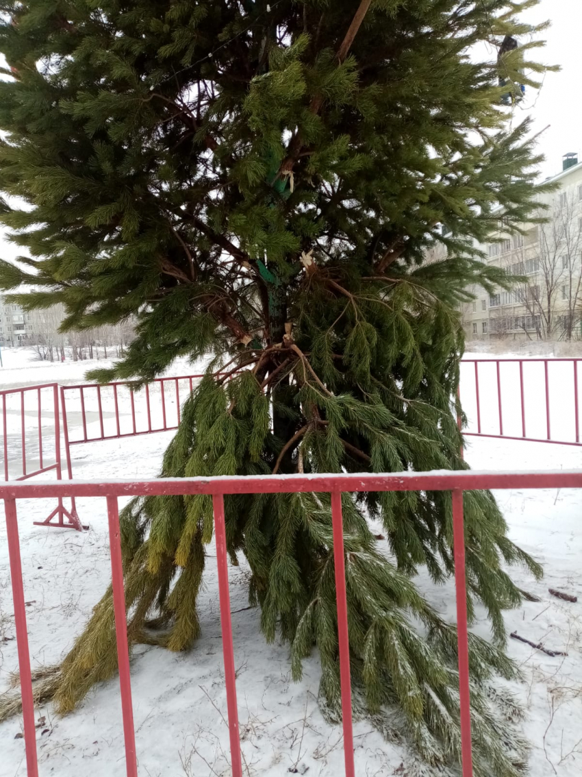 В Камышине беззащитными жертвами варварской «моды» пали городские елки