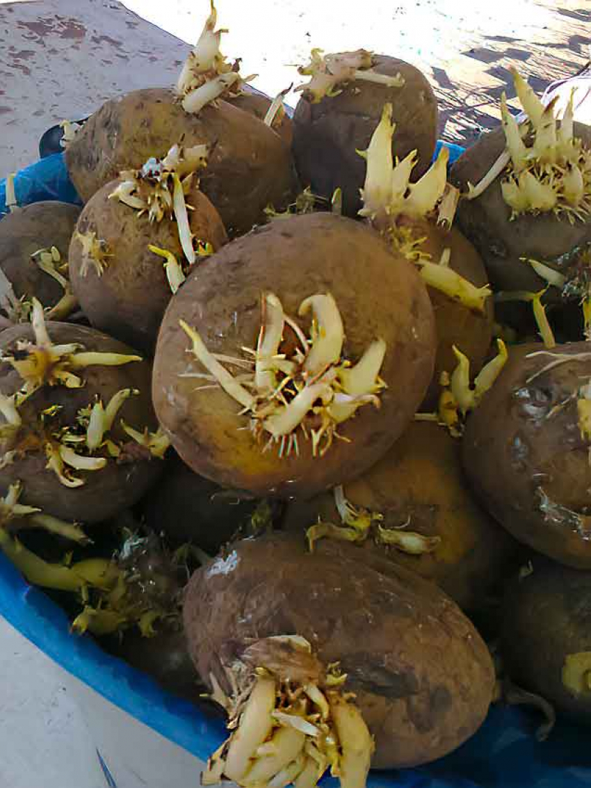 В Камышине ведро картофеля с ростками для высадки дошло в цене до 400 рублей