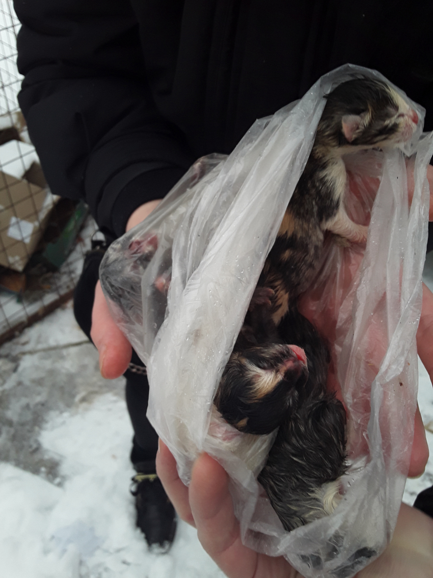 Сердобольные камышане спасли из мусорного бака на улице Некрасова  трех несчастных котят, выброшенных на смерть в целлофановом мешке