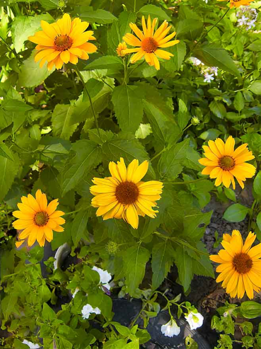 Дождь, но все равно жара: погода в четверг в Камышине