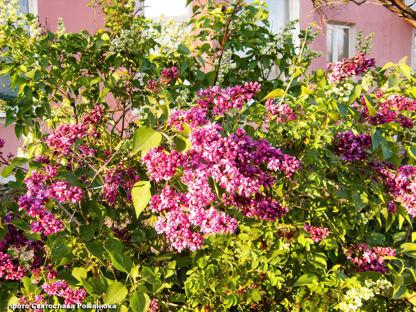 В Камышине в последний день апреля ожидается жара: +27