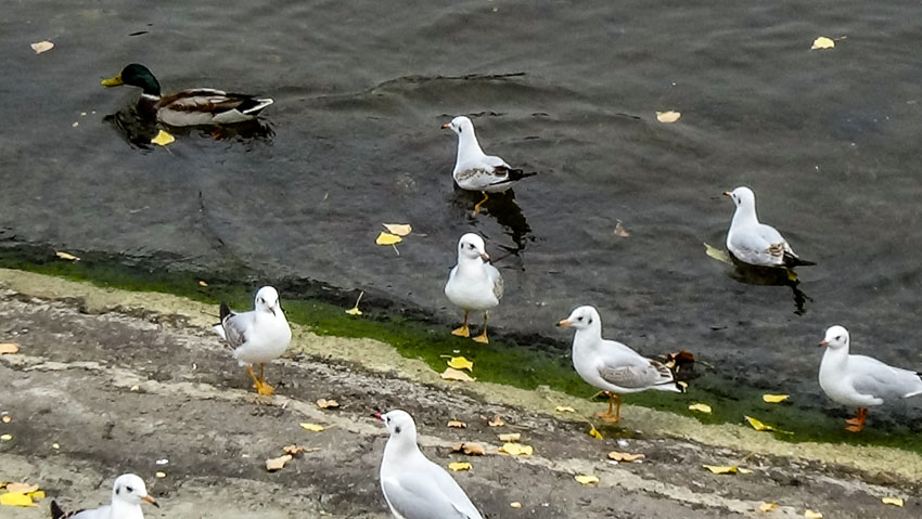 В Камышине дождевые тучи уйдут к вечеру: погодная повестка на 20 октября
