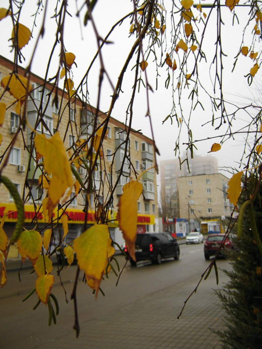 После затяжного дождя в Камышине похолодает сегодня, 20 ноября