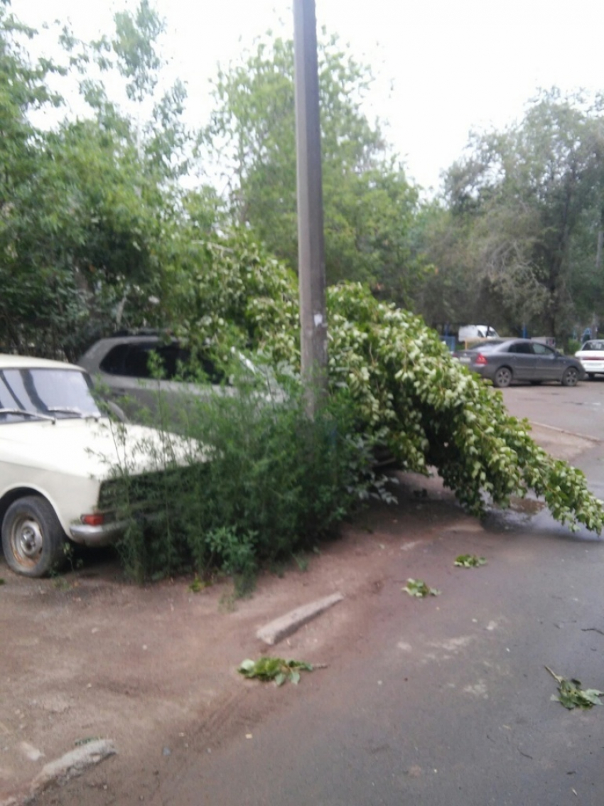 Ночной шторм массово повалил деревья в Волжском и Волгограде, - «Блокнот Волгограда"