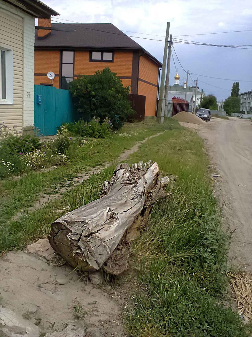 Шикарные коттеджи вперемешку с зарослями камышей и бревнами вместо скамеек: блеск и нищета центра «старого города» в Камышине