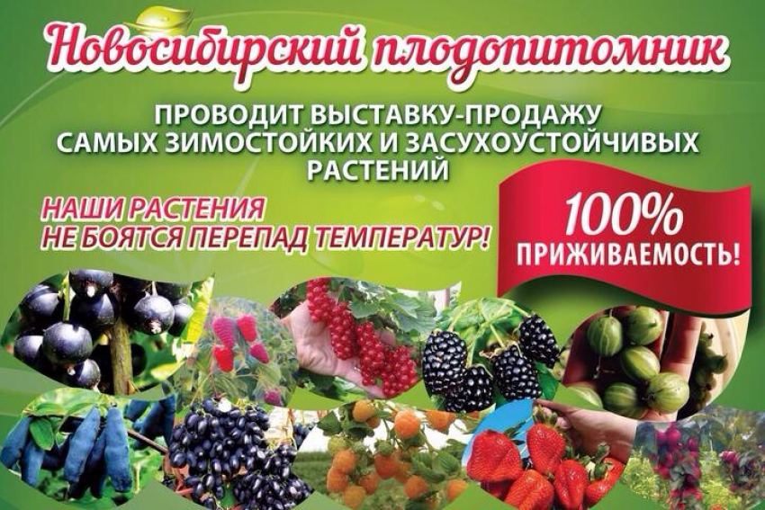 Сочное, вкусное, витаминное  чудо - лучшие саженцы для камышан!