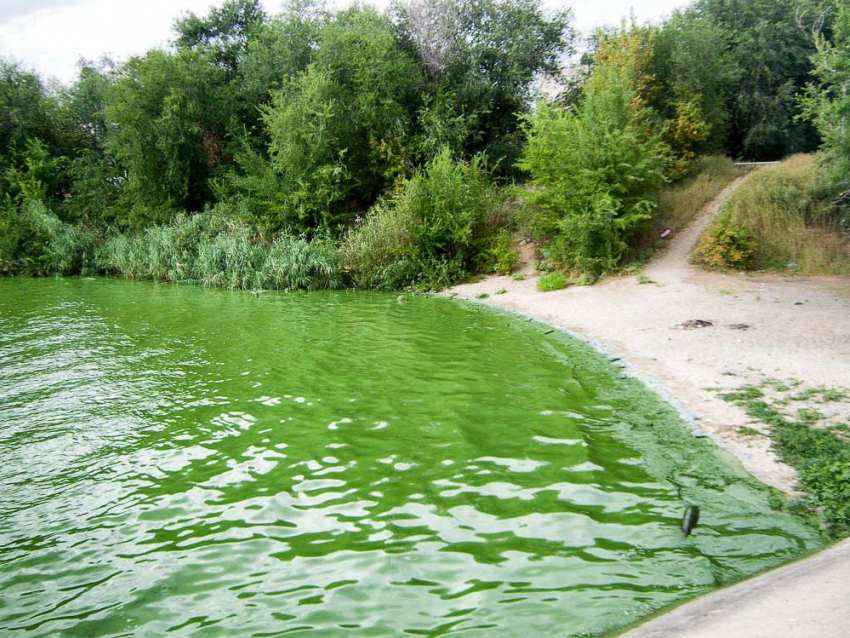 Жара оставила после себя в Камышине «тонны» зелени на воде, камышане «подкинули» мусора на берега