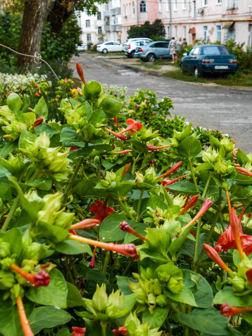 В Камышине после ночного дождя жара пропадет, а магнитная буря никуда не денется