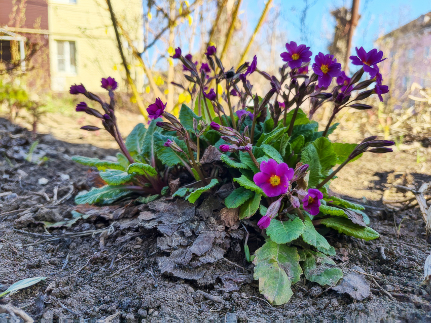 В Камышине у подъездов расцвели нежные примулы