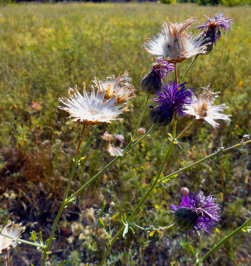 Следователи рассказали, как в соседнем с Камышинским - Ольховском районе истязали пастуха