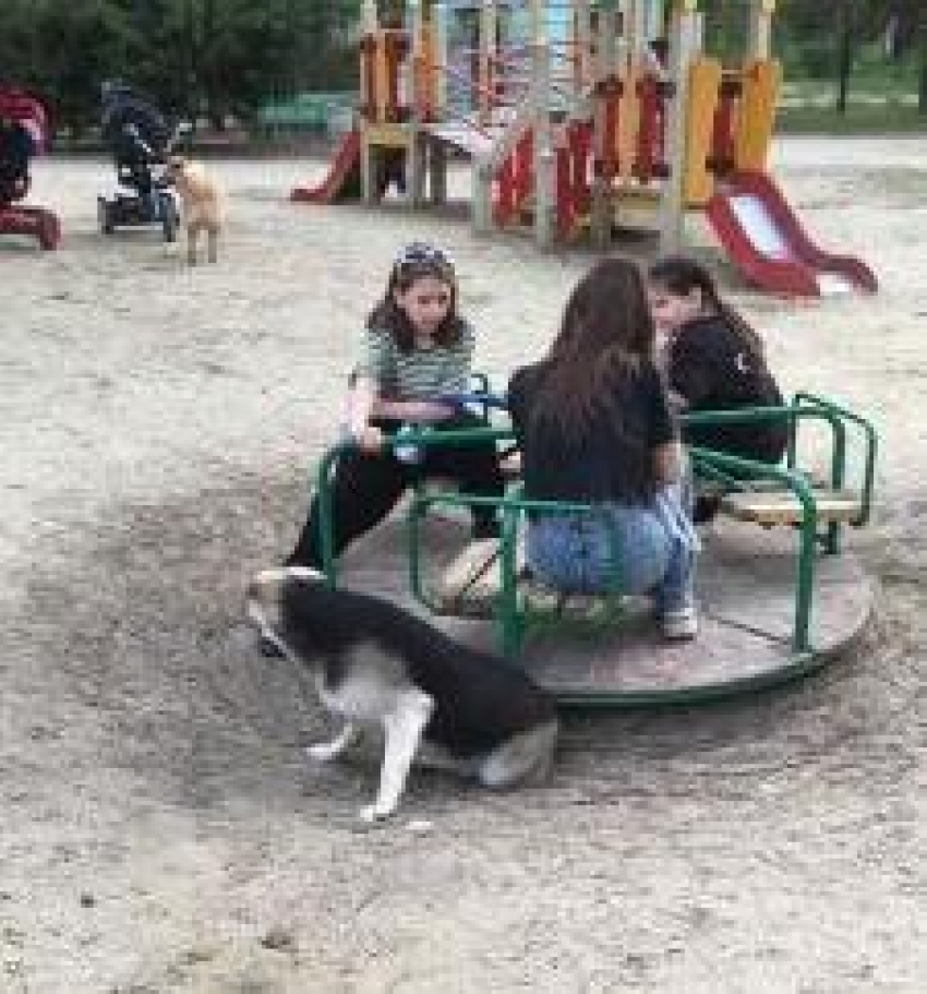 А бродячим собакам кто выдает «приглашения» в парк? - камышанка