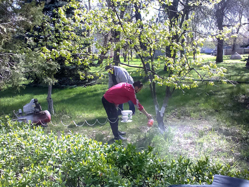 В Камышине в парке Комсомольцев-добровольцев белят деревья и сажают цветы