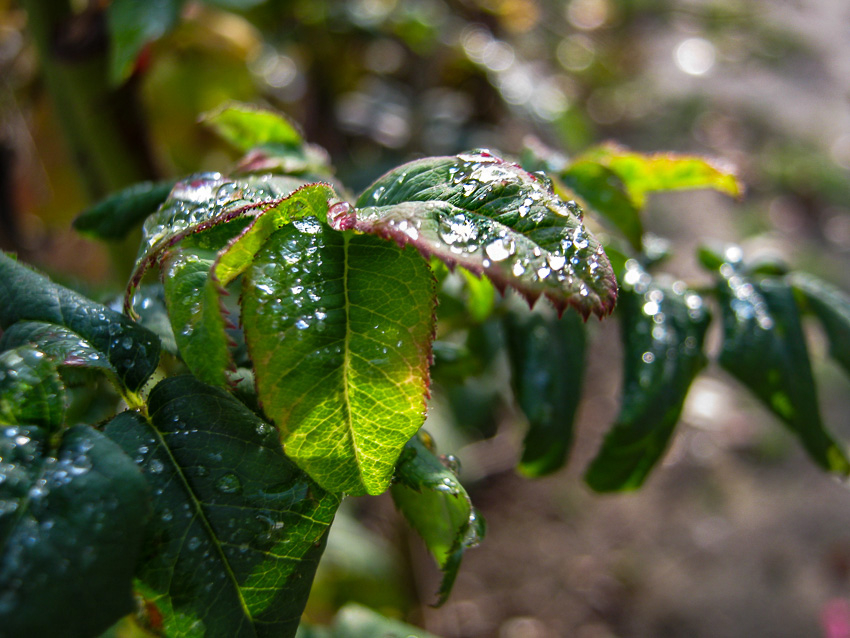  В Камышине новая неделя начинается с дождей и туманов: погодная повестка на 17 ноября