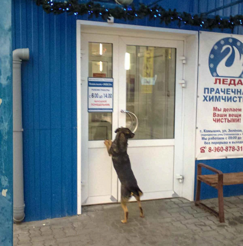 В Волгоградской области резко обострился градус дискуссии о бездомных собаках