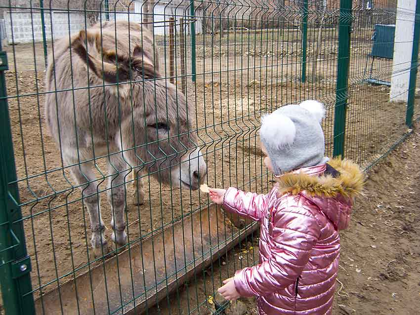 В соцсетях камышане пишут, что в  городском парке Камышина козел из мини-зверинца якобы забодал ребенка через забор, а осел чуть не укусил