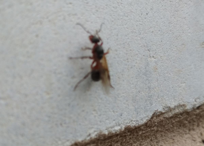 Камышан в частных домах и квартирах одолевают гигантские муравьи с крыльями