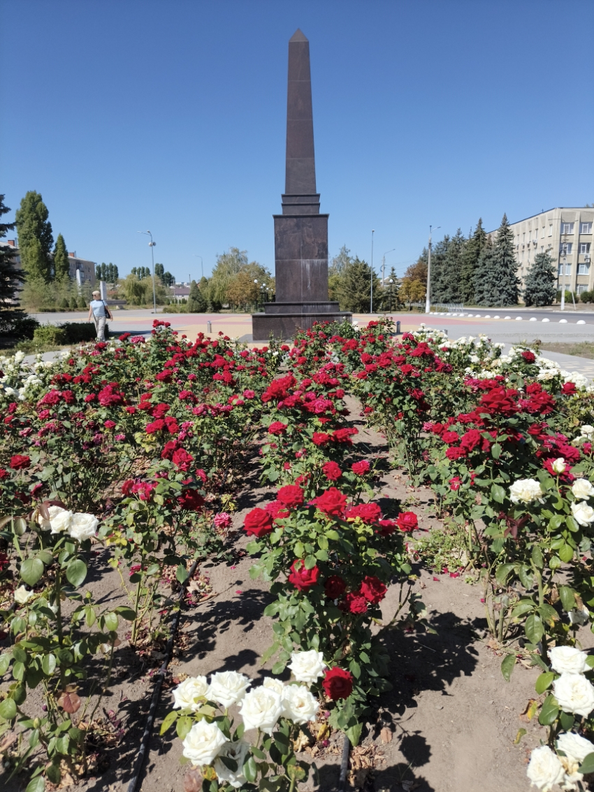 В Камышине благоухают сентябрьские розы