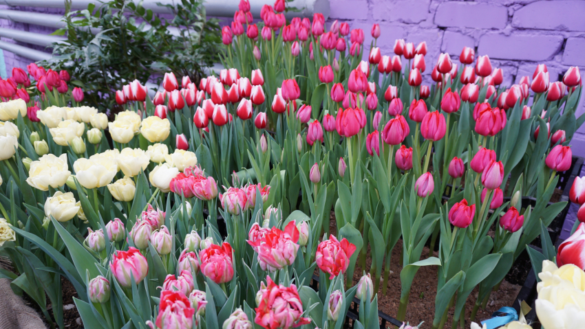Экскурсантский ажиотаж на ароматных площадках продлил выставку первоцветов в Волгоградском ботсаду