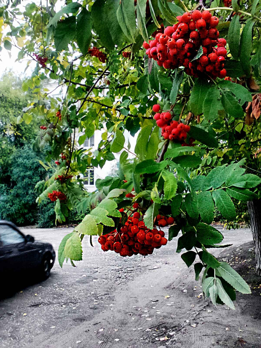 В Камышине почувствуется холодное дыхание осени