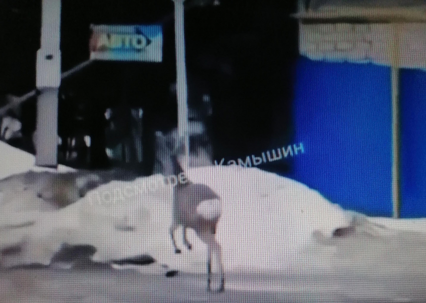 В Камышине грациозная косуля прогулялась по улице Кубанской (ВИДЕО)