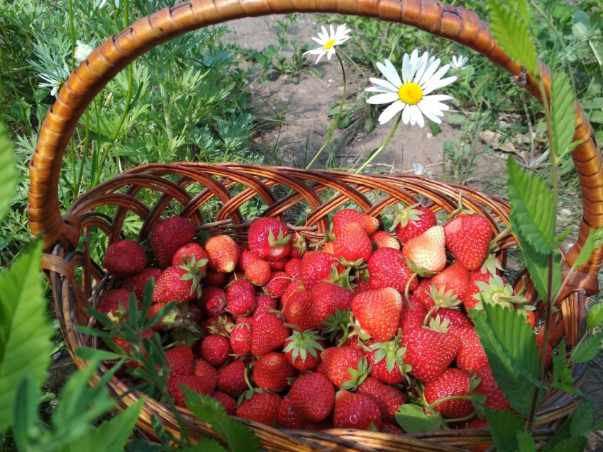 Ароматная камышинская клубника поехала на север