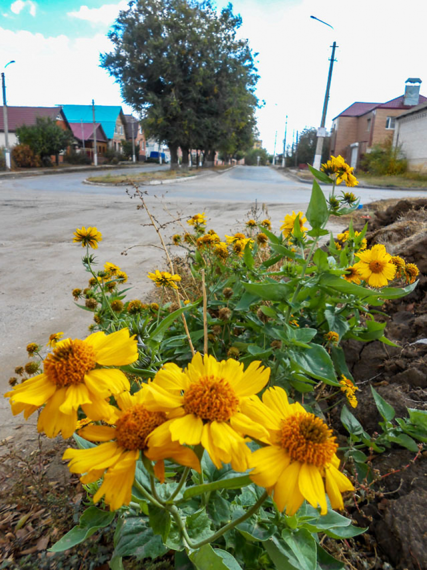 Прохладный, но солнечный день прогнозируют синоптики в Камышине сегодня, 14 октября