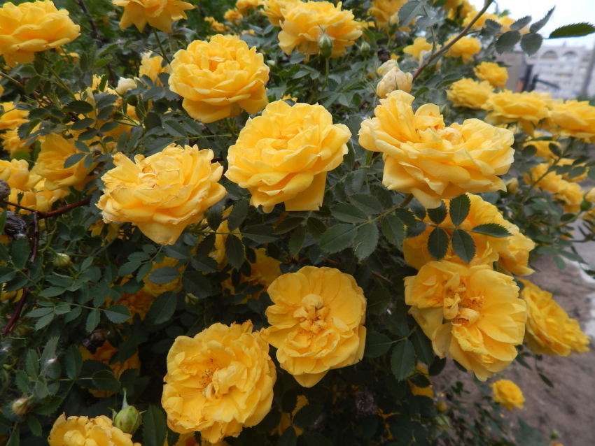 В Камышине бал чайных желтых роз - бал великодушия и милосердия
