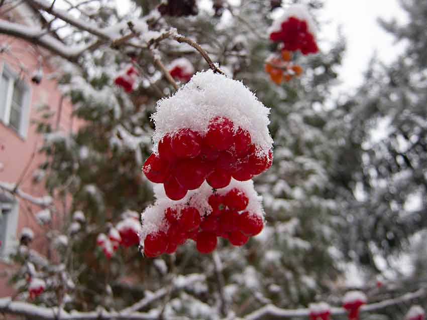 Мокрый снег с порывами ветра до 23 метров в секунду ожидается в Волгоградской области 