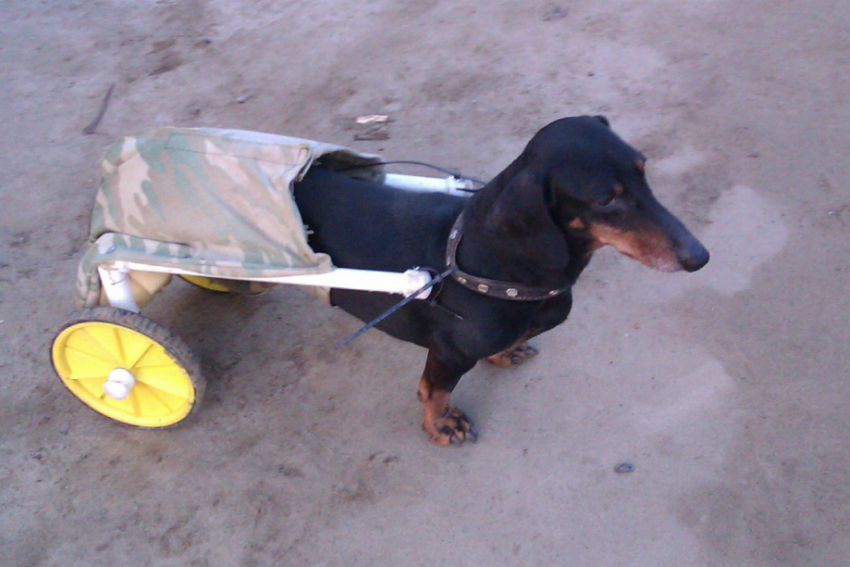 Семья из Камышина соорудила инвалидную коляску для больного пса