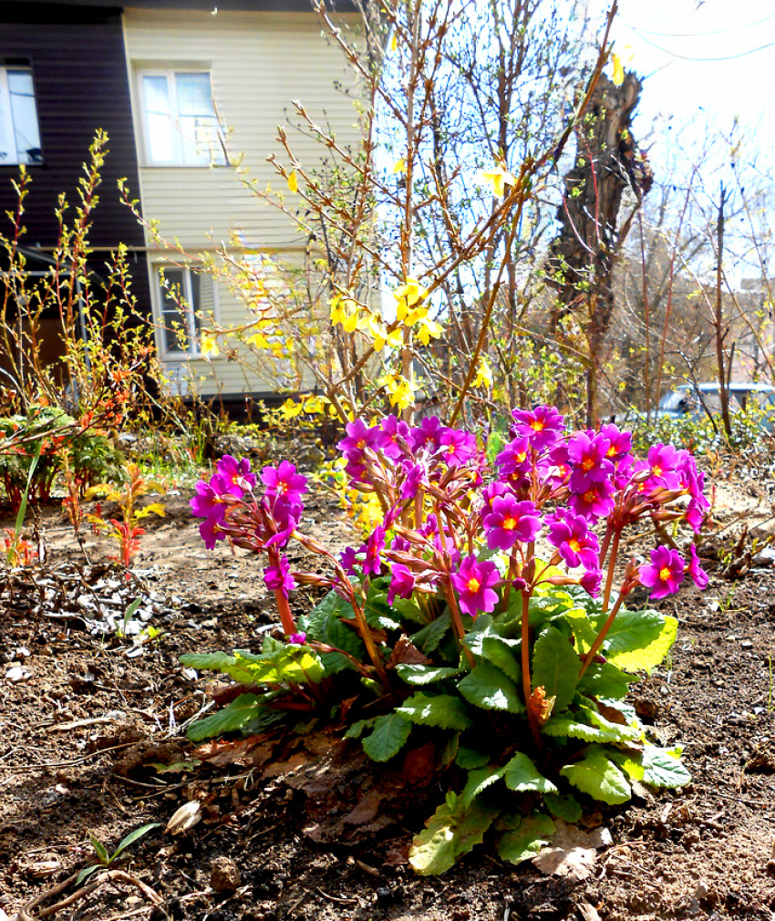 На Пасху в Камышине выглянет солнце, но может брызнуть и слабый дождь: погодная повестка на 12 апреля