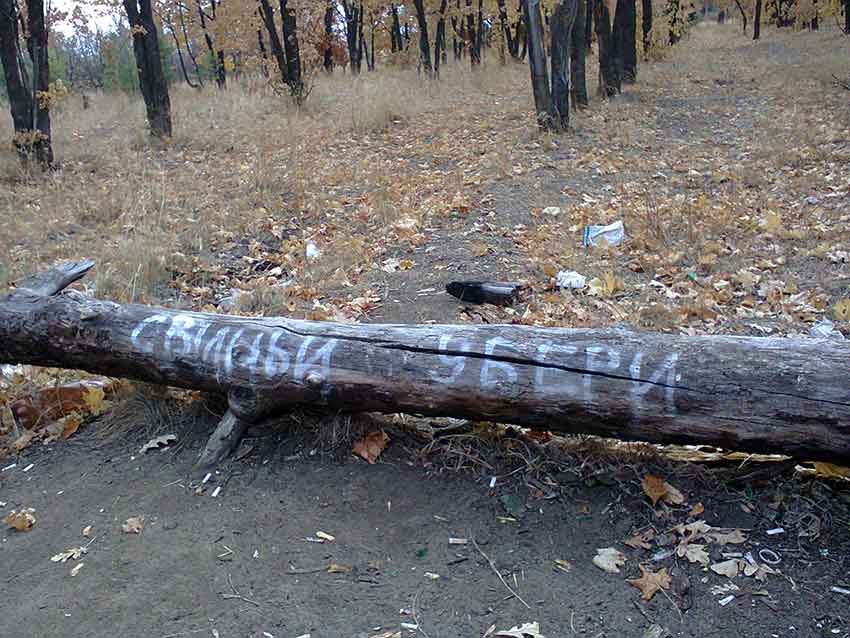 На корягах в замусоренном камышинском лесопитомнике появились отчаянные надписи «Свиньи, уберите!"