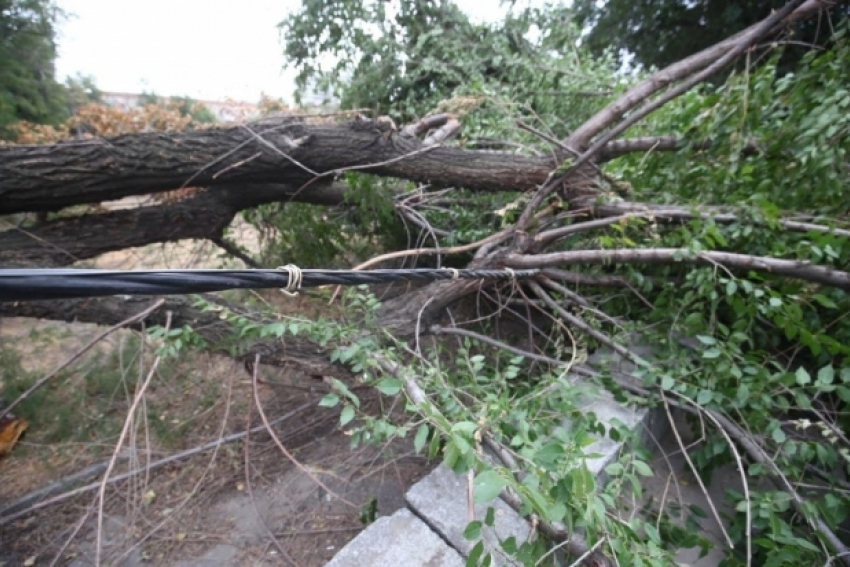 В Волгограде во время сильного ветра на 7-летнюю девочку упало дерево