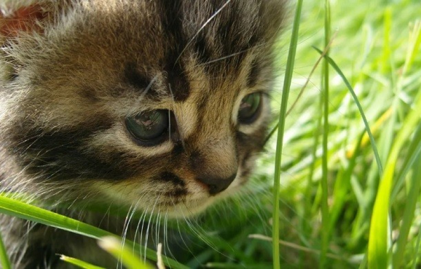 Расчленение котенка в Михайловке сняли на видео и выложили в сеть, - «Блокнот Волгограда"