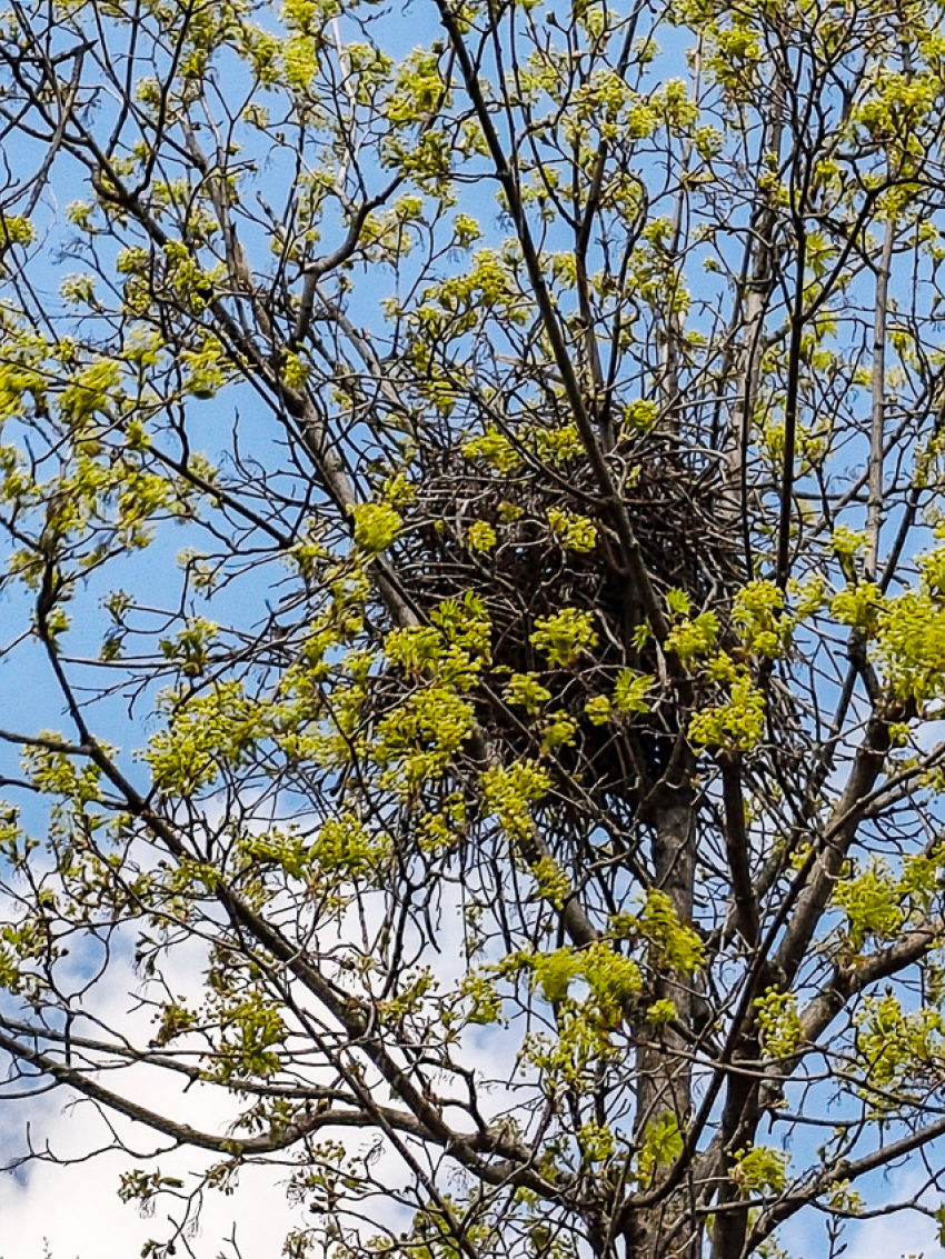 По границам парка Текстильщиков устраивают гнезда сороки - зачем они рядом с территорией отдыха? - камышанка