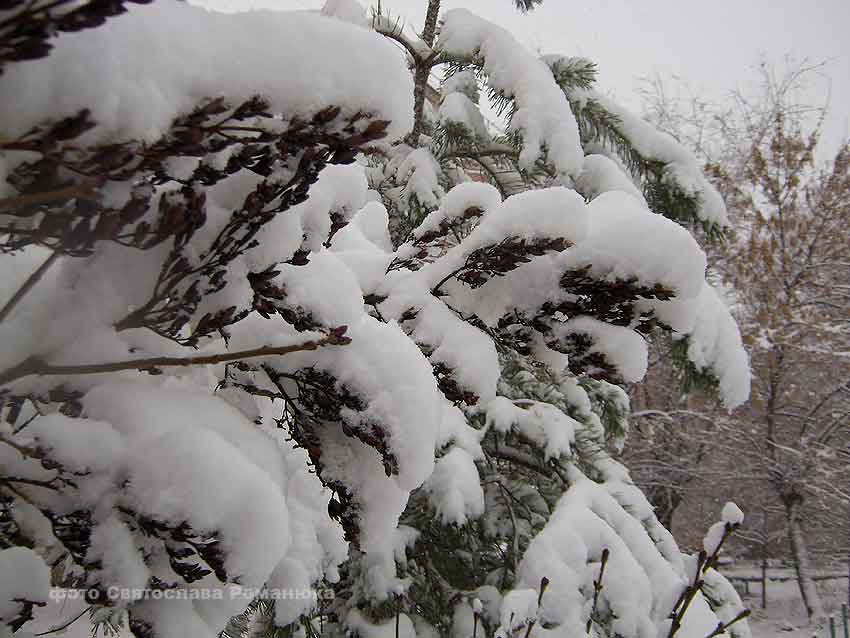МЧС предупредило камышан о метели с сильным ветром в субботу, 25 декабря