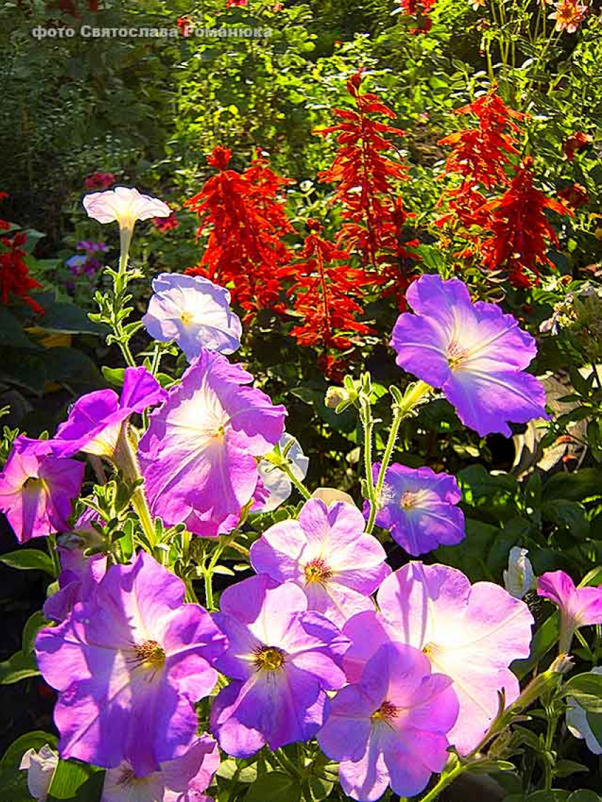 В первый день июля в Камышине ожидаются комфортные +28, но это только на день