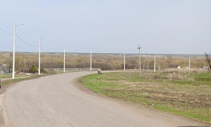 Мертвого 18-летнего студента нашли на дереве в Волгоградской области
