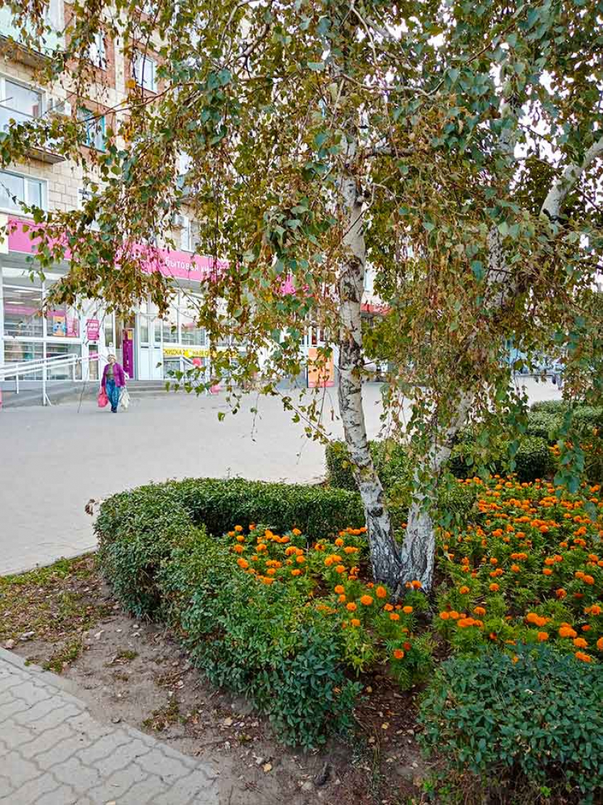 В выходные в Камышине похолодает из-за западного ветра