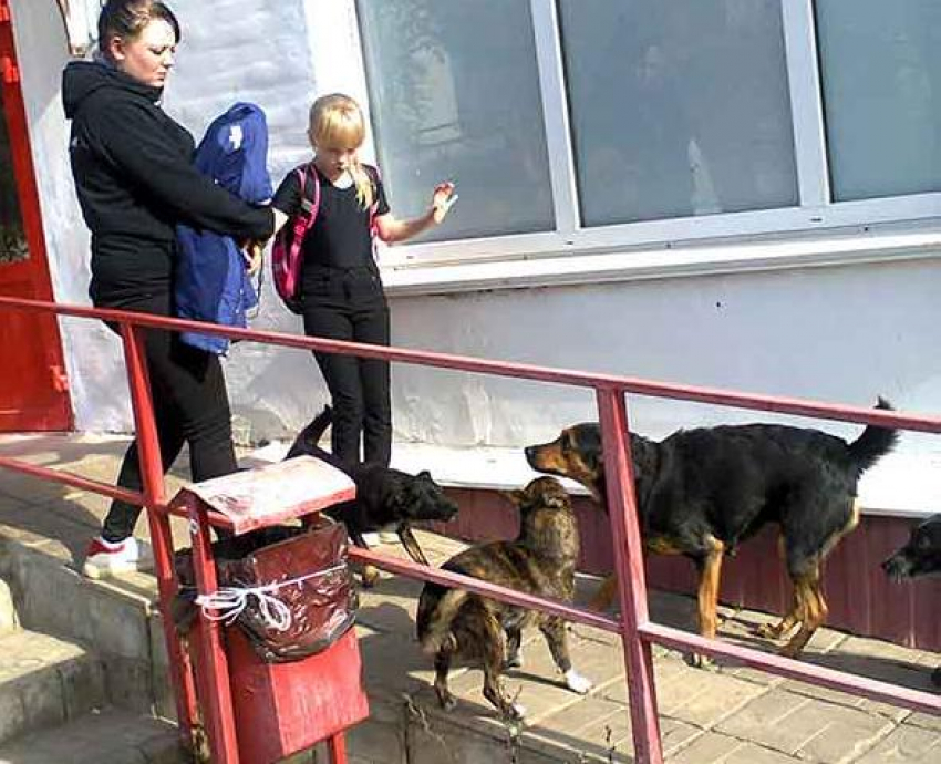 Собака набросилась на школьницу в День знаний в Волгоградской области 
