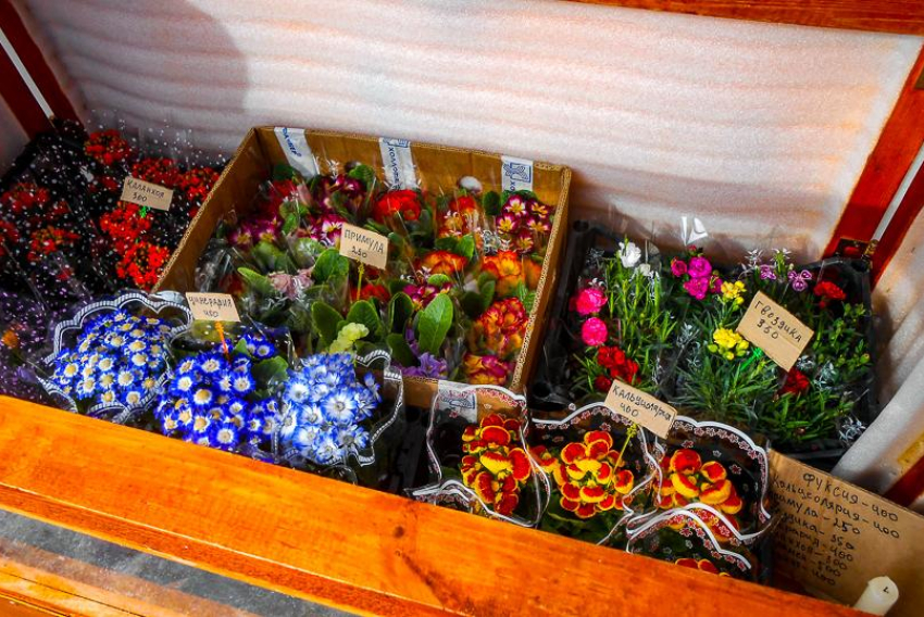 Камышанки оценили 8 Марта цветы в горшках с землей