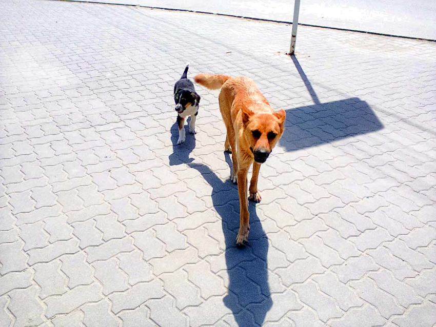 Депутаты Волгоградской Облдумы рассмотрят закон об уничтожении бродячих собак 