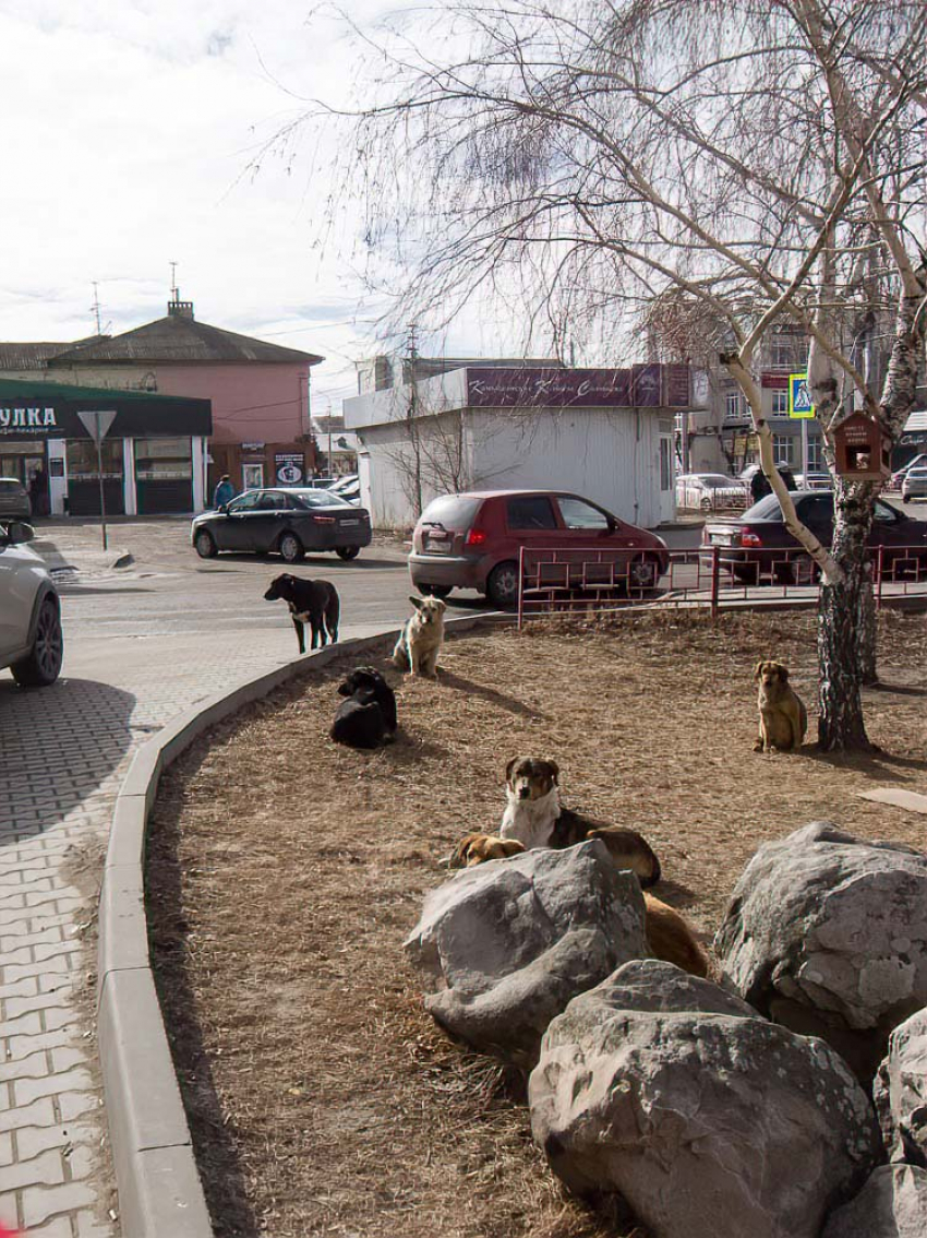 Бродячие собаки оккупировали площадку у «национального» памятника Камышина - Арбуза, - камышанка