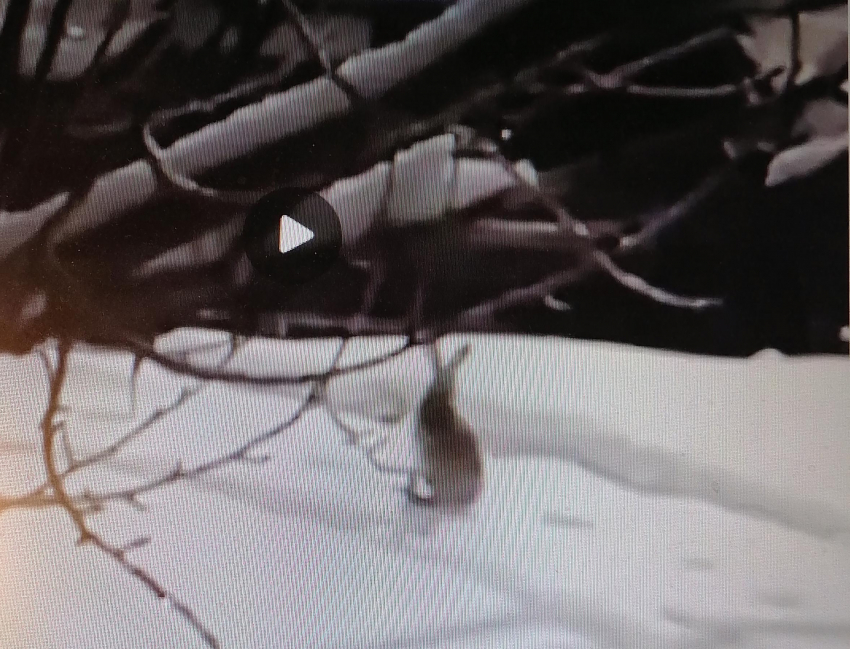 Бодрый заяц позировал горожанам на улице Терешковой в центре Камышина (ВИДЕО)