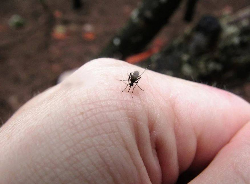 Пятеро жителей Волгоградской области заразились паразитарным заболеванием от комаров