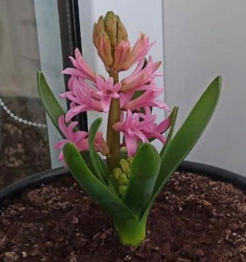 Первые тюльпаны и гиацинты, собственноручно «запрограммированные» на цветение в начале марта, показал читатель «Блокнота Камышина", знающий толк в красоте 