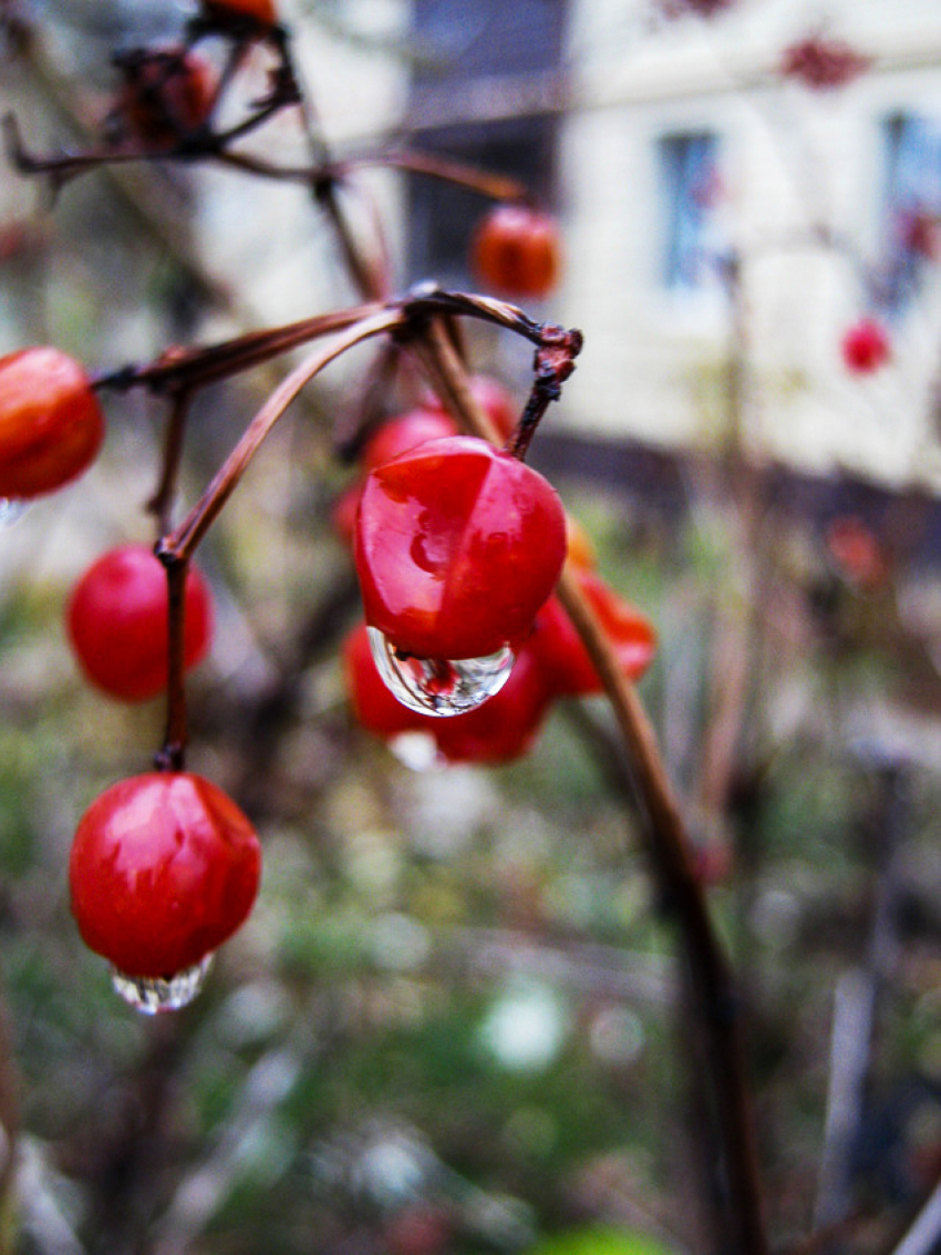 "Дождинки» и «снежинки» появились в прогнозе для Камышина на ближайшие дни
